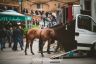 Palio Straordinario: la fotogallery delle Prove di Addestramento Mattutine